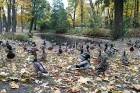 Rīgas parki un dārzi pārklājas rudens zeltā