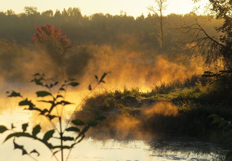 Latvijas un ārvalstu iedzīvotāju ķert zelta lapu mirkļus, atspoguļojot brīnišķīgi krāšņo rudeni. Foto no Siguldas novada pašvaldības vizuālo materiālu Latvijas un ārvalstu iedzīvotāju ķert zelta lapu mirkļus, atspoguļojot brīnišķīgi krāšņo rudeni. Foto no Siguldas novada pašvaldības vizuālo materiālu 235215