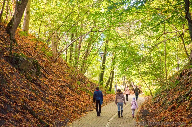 Latvijas un ārvalstu iedzīvotāju ķert zelta lapu mirkļus, atspoguļojot brīnišķīgi krāšņo rudeni. Foto no Siguldas novada pašvaldības vizuālo materiālu Latvijas un ārvalstu iedzīvotāju ķert zelta lapu mirkļus, atspoguļojot brīnišķīgi krāšņo rudeni. Foto no Siguldas novada pašvaldības vizuālo materiālu 235233