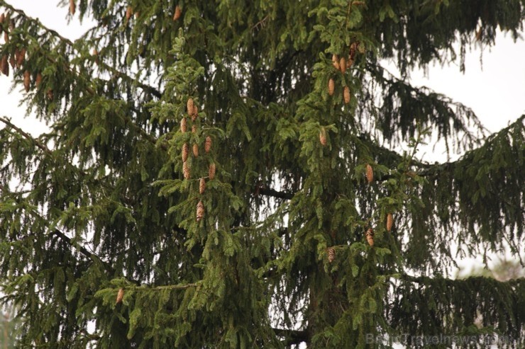 Šogad Rīgas lielās ziemassvētku egles tika meklētas vēsturiski ļoti nozīmīgā vietā, kur pirms 102 gadiem norisinājās Ziemassvētku kaujas. Pirms egļu m Šogad Rīgas lielās ziemassvētku egles tika meklētas vēsturiski ļoti nozīmīgā vietā, kur pirms 102 gadiem norisinājās Ziemassvētku kaujas. Pirms egļu m 238397