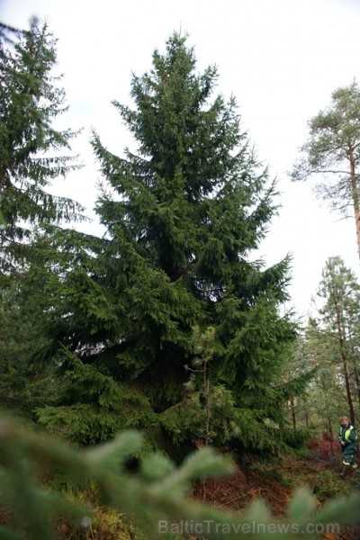 Šogad Rīgas lielās ziemassvētku egles tika meklētas vēsturiski ļoti nozīmīgā vietā, kur pirms 102 gadiem norisinājās Ziemassvētku kaujas. Pirms egļu m Šogad Rīgas lielās ziemassvētku egles tika meklētas vēsturiski ļoti nozīmīgā vietā, kur pirms 102 gadiem norisinājās Ziemassvētku kaujas. Pirms egļu m 238418
