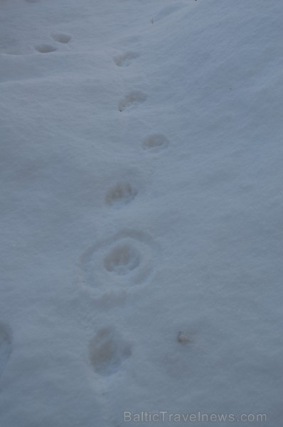 Interesantā pārgājiena laikā pasākuma dalībnieki tika izglītoti par dzīvniekiem ziemā, atstātajiem pēdu nospiedumiem, varēja noskaidrot no kurienes at 243938