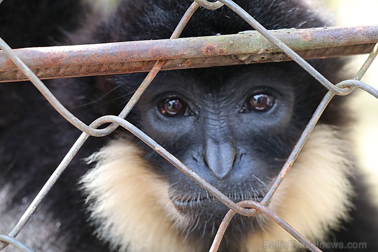 Travelnews.lv iesaka ignorēt zoodārzu Prenn parkā līdz dzīvnieku uzturēšanas apstākļu būtiskai uzlabošanai. Atbalsta: 365 brīvdienas Travelnews.lv iesaka ignorēt zoodārzu Prenn parkā līdz dzīvnieku uzturēšanas apstākļu būtiskai uzlabošanai. Atbalsta: 365 brīvdienas 246970