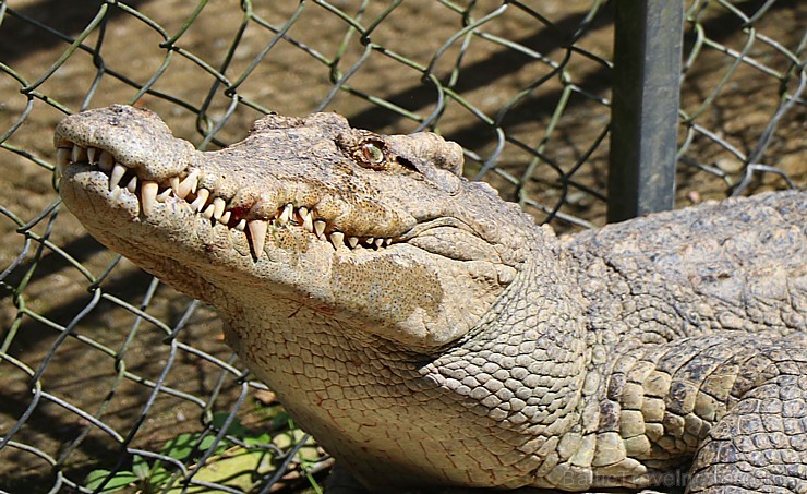 Travelnews.lv iesaka ignorēt zoodārzu Prenn parkā līdz dzīvnieku uzturēšanas apstākļu būtiskai uzlabošanai. Atbalsta: 365 brīvdienas Travelnews.lv iesaka ignorēt zoodārzu Prenn parkā līdz dzīvnieku uzturēšanas apstākļu būtiskai uzlabošanai. Atbalsta: 365 brīvdienas 246972