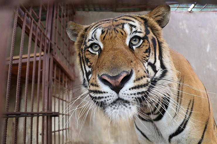 Travelnews.lv iesaka ignorēt zoodārzu Prenn parkā līdz dzīvnieku uzturēšanas apstākļu būtiskai uzlabošanai. Atbalsta: 365 brīvdienas Travelnews.lv iesaka ignorēt zoodārzu Prenn parkā līdz dzīvnieku uzturēšanas apstākļu būtiskai uzlabošanai. Atbalsta: 365 brīvdienas 246979
