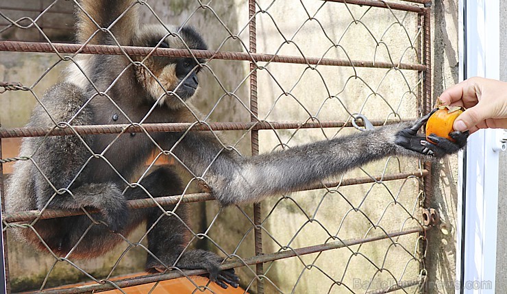 Travelnews.lv iesaka ignorēt zoodārzu Prenn parkā līdz dzīvnieku uzturēšanas apstākļu būtiskai uzlabošanai. Atbalsta: 365 brīvdienas Travelnews.lv iesaka ignorēt zoodārzu Prenn parkā līdz dzīvnieku uzturēšanas apstākļu būtiskai uzlabošanai. Atbalsta: 365 brīvdienas 246981