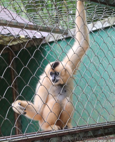 Travelnews.lv iesaka ignorēt zoodārzu Prenn parkā līdz dzīvnieku uzturēšanas apstākļu būtiskai uzlabošanai. Atbalsta: 365 brīvdienas Travelnews.lv iesaka ignorēt zoodārzu Prenn parkā līdz dzīvnieku uzturēšanas apstākļu būtiskai uzlabošanai. Atbalsta: 365 brīvdienas 246982
