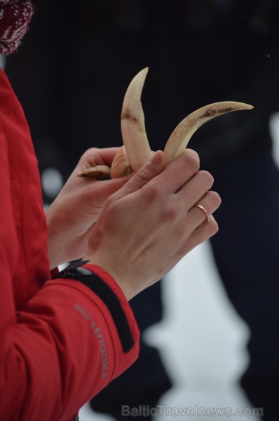 Pārgājiena laikā dalībnieki izglītojās par dzīvnieku atstātajiem pēdu nospiedumiem dabā, nosaidroja no kurienes atceļojušas un kurp aizved to pēdas, a 247823