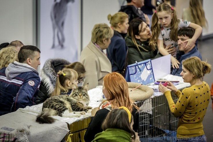 Ar starptautisku profesionālās suņu un kaķu izstādi, plašu visdažādāko mājdzīvnieku un eksotisko dzīvnieku ekspozīciju un aizraujošu izklaidējošo pasā 249647