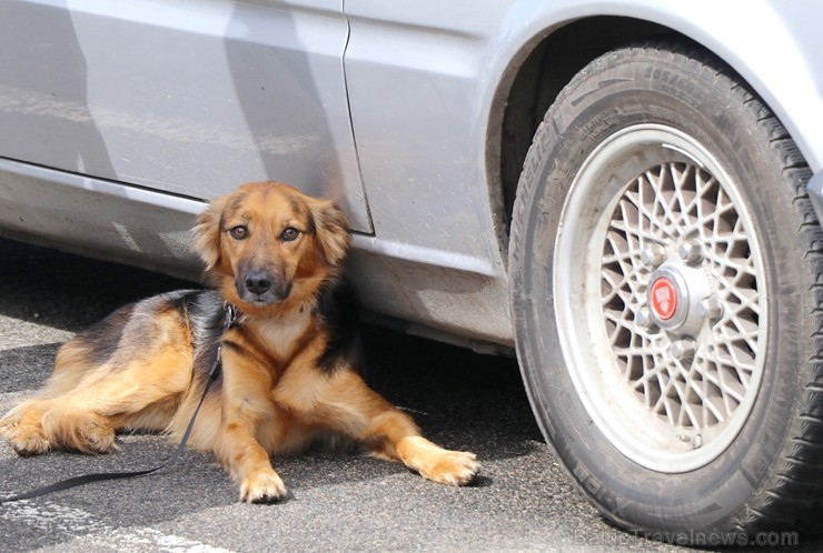 Latvijas Antīko automobiļu kluba «Youngtimer Rally» sekcija rīkoja 5.05.2019 «Youngtimer Cars&Coffee 2019» salidojumu Latvijas Antīko automobiļu kluba «Youngtimer Rally» sekcija rīkoja 5.05.2019 «Youngtimer Cars&Coffee 2019» salidojumu 253122
