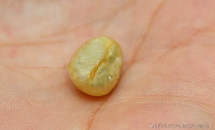 Kafijas vairumtirgotājs «Paulig Coffee Latvia» kafijas biezumus vedīs pētnieku eksperimentiem sadarbībā ar Nacionālā botāniskā dārzu un «Eco Baltia» Kafijas vairumtirgotājs «Paulig Coffee Latvia» kafijas biezumus vedīs pētnieku eksperimentiem sadarbībā ar Nacionālā botāniskā dārzu un «Eco Baltia» 255431