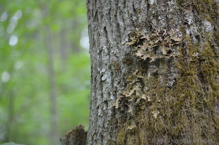 Pārgājiena gaitā tika apskatīti kukaiņi, ķērpji, gliemeži un sēnes, bet lielu interesi radīja sarkanās ērces, Plaušu ķērpja, Gludā vārsptiņgliemeža, n Pārgājiena gaitā tika apskatīti kukaiņi, ķērpji, gliemeži un sēnes, bet lielu interesi radīja sarkanās ērces, Plaušu ķērpja, Gludā vārsptiņgliemeža, n 255525