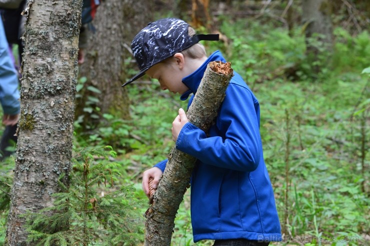 Pārgājiena gaitā tika apskatīti kukaiņi, ķērpji, gliemeži un sēnes, bet lielu interesi radīja sarkanās ērces, Plaušu ķērpja, Gludā vārsptiņgliemeža, n Pārgājiena gaitā tika apskatīti kukaiņi, ķērpji, gliemeži un sēnes, bet lielu interesi radīja sarkanās ērces, Plaušu ķērpja, Gludā vārsptiņgliemeža, n 255530