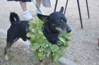 Latgalē trīs dienas lustējas festivālā «Līgo Višķos»