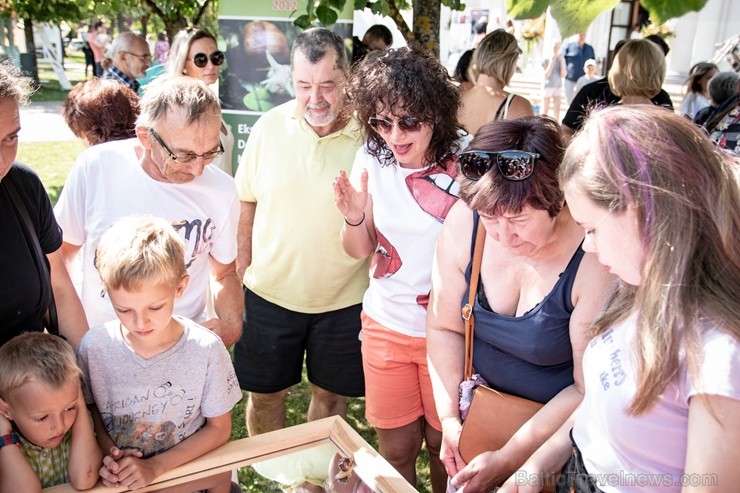 Preiļu pilsētas svētkos tika rīkotas īpašās sacensībās - Latgales gliemežu skriešanas 2. čempionāts Preiļu pilsētas svētkos tika rīkotas īpašās sacensībās - Latgales gliemežu skriešanas 2. čempionāts 262607