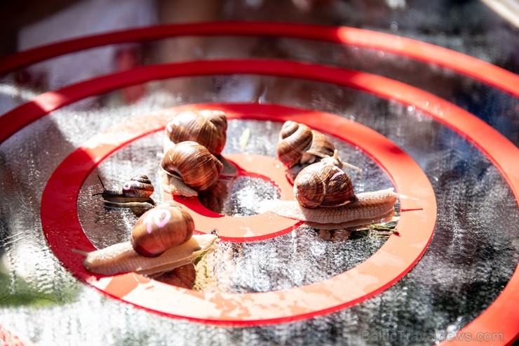 Preiļu pilsētas svētkos tika rīkotas īpašās sacensībās - Latgales gliemežu skriešanas 2. čempionāts Preiļu pilsētas svētkos tika rīkotas īpašās sacensībās - Latgales gliemežu skriešanas 2. čempionāts 262613
