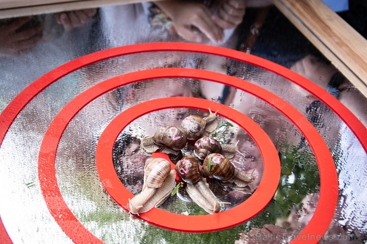 Preiļu pilsētas svētkos tika rīkotas īpašās sacensībās - Latgales gliemežu skriešanas 2. čempionāts Preiļu pilsētas svētkos tika rīkotas īpašās sacensībās - Latgales gliemežu skriešanas 2. čempionāts 262617