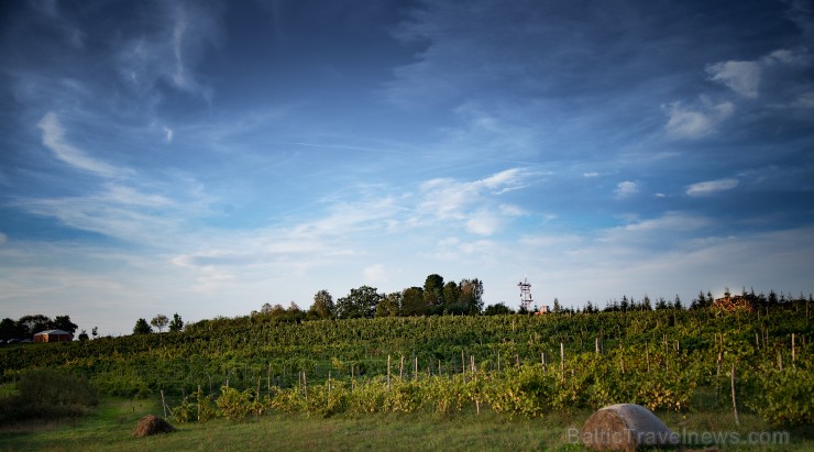 Pasižvalgykite po vyndarių kasdienybę 263286