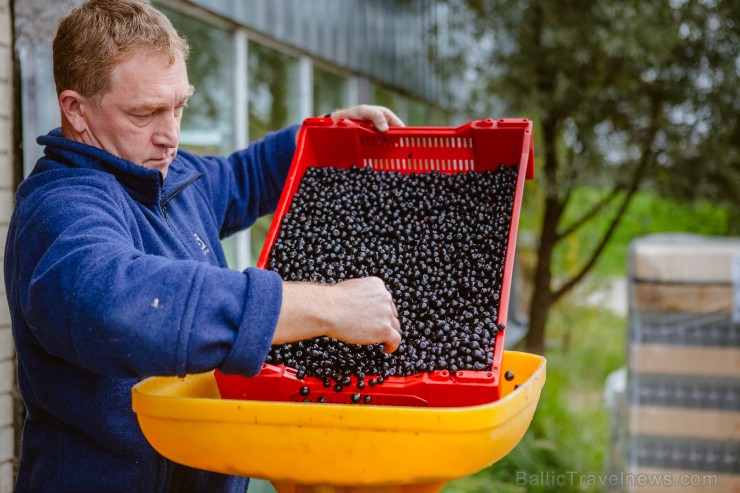 Pasižvalgykite po vyndarių kasdienybę 263299