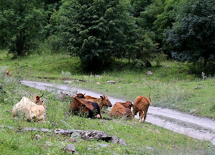 Ar 4x4 mikroautobusu izbraucam maršrutu Šatili - Mutso Kaukāza kalnos. Atbalsta: Georgia.Travel 263643