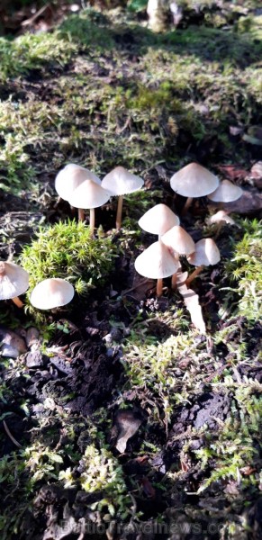 Sēņu dienas apmeklētāji varēja iepazīties ar ēdamām, indīgām un aizsargājamām sēnēm, veidot sēnes, salikt puzles un uzzināt par sēnēm piemērotām dzīvo Sēņu dienas apmeklētāji varēja iepazīties ar ēdamām, indīgām un aizsargājamām sēnēm, veidot sēnes, salikt puzles un uzzināt par sēnēm piemērotām dzīvo 264485