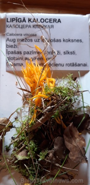 Sēņu dienas apmeklētāji varēja iepazīties ar ēdamām, indīgām un aizsargājamām sēnēm, veidot sēnes, salikt puzles un uzzināt par sēnēm piemērotām dzīvo Sēņu dienas apmeklētāji varēja iepazīties ar ēdamām, indīgām un aizsargājamām sēnēm, veidot sēnes, salikt puzles un uzzināt par sēnēm piemērotām dzīvo 264490