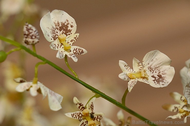 Travelnews.lv izbauda ģimenes restorāna «Hercogs Ādaži» ēdienkarti un atmosfēru 265201