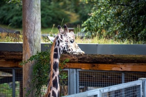 Rīgas zoodārzā atklās jauno ekspozīciju «Āfrikas savanna»