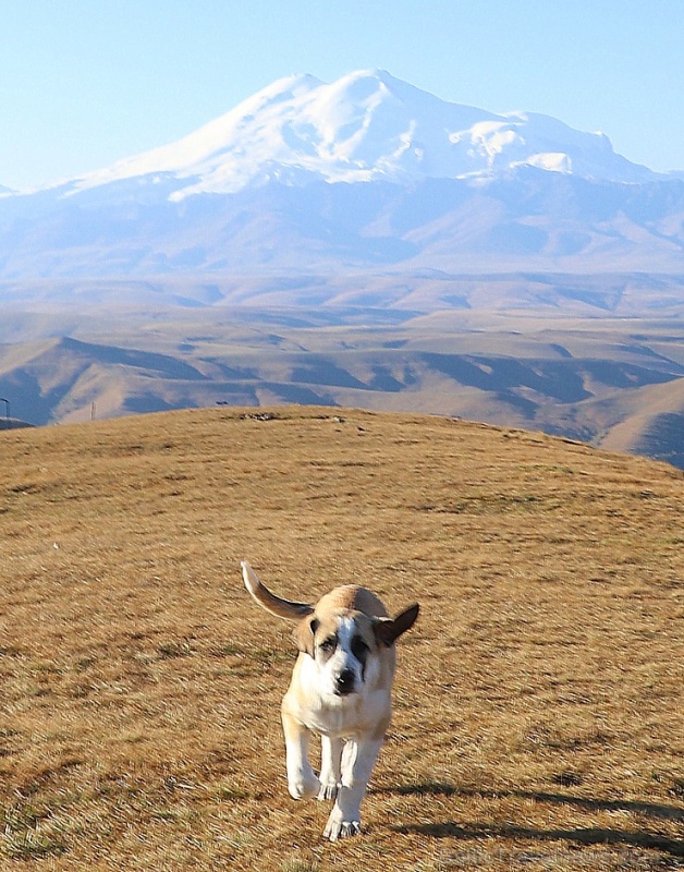 Travelnews.lv rīta agrumā apjūsmo Eiropas augstāko virsotni Elbruss. Atbalsta: Magtur 267250