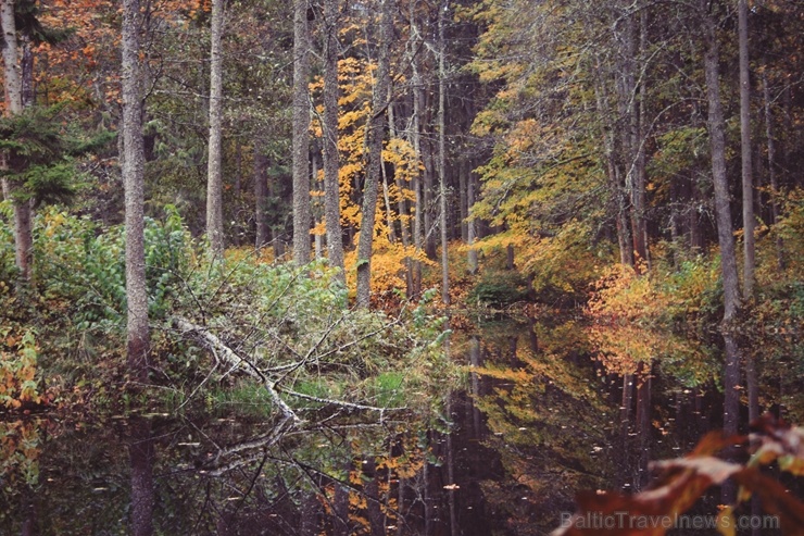 Gulbenē un tās apkārtnē rudens krāšņi izrotājis dabu, ļaujot ikvienam izbaudīt pasakainas ainavas Gulbenē un tās apkārtnē rudens krāšņi izrotājis dabu, ļaujot ikvienam izbaudīt pasakainas ainavas 267687