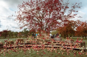 Dobelē lustējas Latvijas sulīgākajā festivālā «Ābolu svētki»