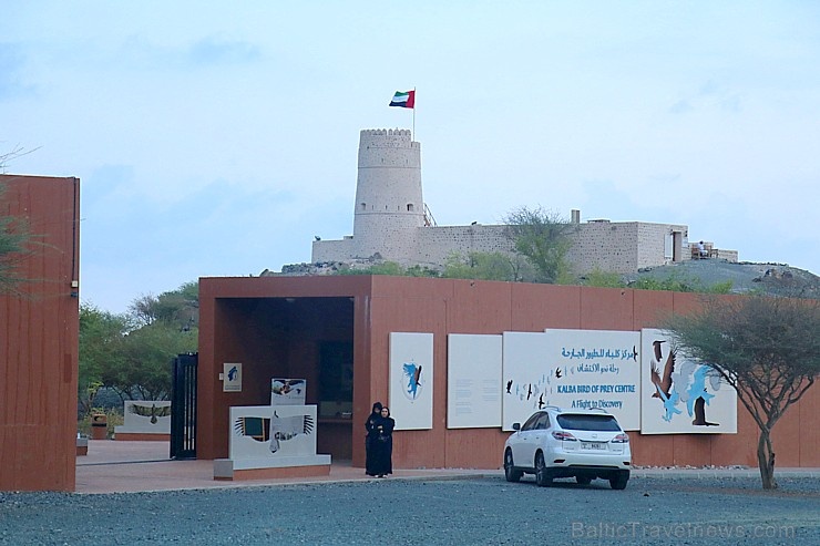 Travelnews.lv apmeklē plēsējputnu centru «Kalba Bird of Prey Centre» Šārdžas emirātā. Atbalsta: VisitSharjah.com un Novatours.lv Travelnews.lv apmeklē plēsējputnu centru «Kalba Bird of Prey Centre» Šārdžas emirātā. Atbalsta: VisitSharjah.com un Novatours.lv 269404