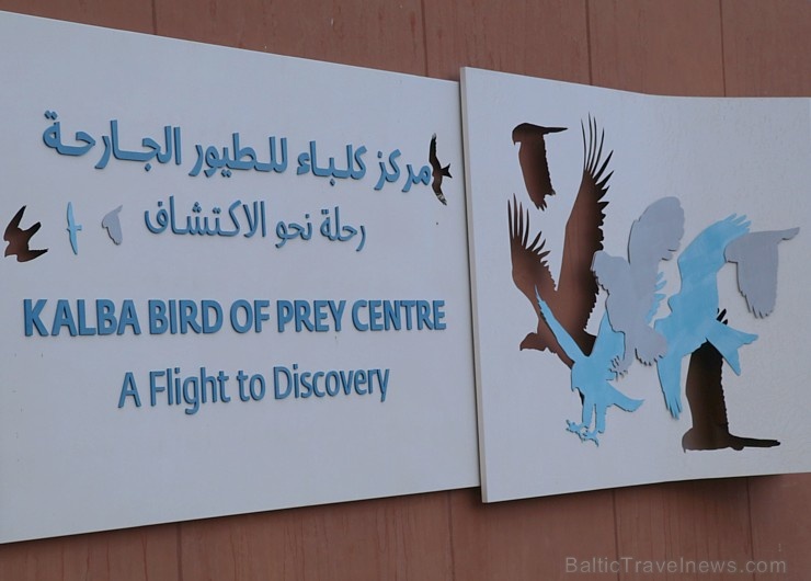 Travelnews.lv apmeklē plēsējputnu centru «Kalba Bird of Prey Centre» Šārdžas emirātā. Atbalsta: VisitSharjah.com un Novatours.lv Travelnews.lv apmeklē plēsējputnu centru «Kalba Bird of Prey Centre» Šārdžas emirātā. Atbalsta: VisitSharjah.com un Novatours.lv 269405
