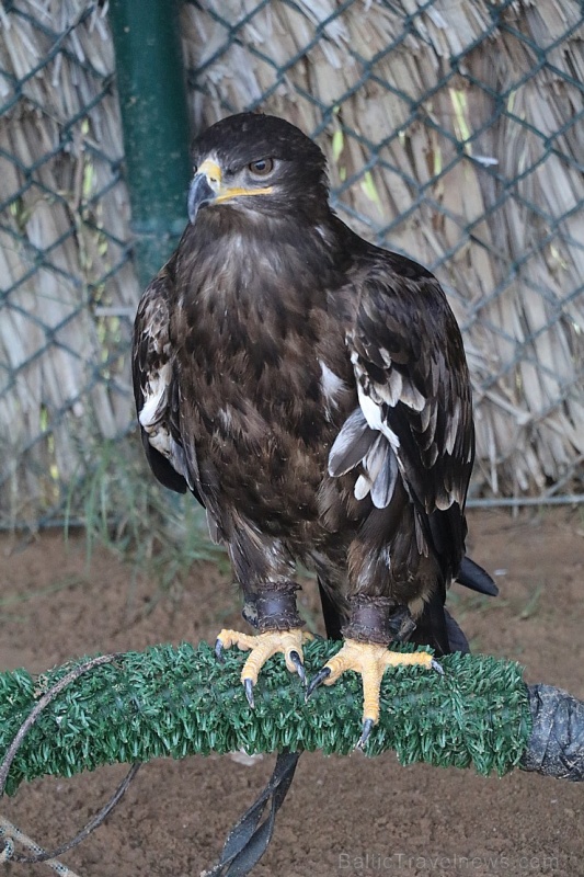 Travelnews.lv apmeklē plēsējputnu centru «Kalba Bird of Prey Centre» Šārdžas emirātā. Atbalsta: VisitSharjah.com un Novatours.lv Travelnews.lv apmeklē plēsējputnu centru «Kalba Bird of Prey Centre» Šārdžas emirātā. Atbalsta: VisitSharjah.com un Novatours.lv 269409