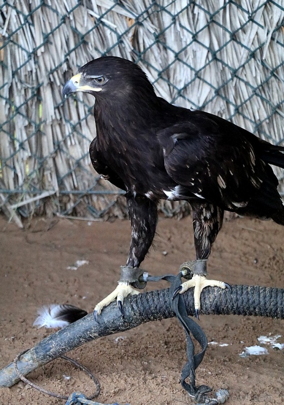 Travelnews.lv apmeklē plēsējputnu centru «Kalba Bird of Prey Centre» Šārdžas emirātā. Atbalsta: VisitSharjah.com un Novatours.lv Travelnews.lv apmeklē plēsējputnu centru «Kalba Bird of Prey Centre» Šārdžas emirātā. Atbalsta: VisitSharjah.com un Novatours.lv 269411