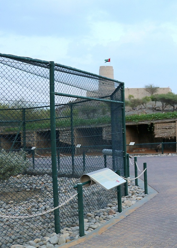 Travelnews.lv apmeklē plēsējputnu centru «Kalba Bird of Prey Centre» Šārdžas emirātā. Atbalsta: VisitSharjah.com un Novatours.lv Travelnews.lv apmeklē plēsējputnu centru «Kalba Bird of Prey Centre» Šārdžas emirātā. Atbalsta: VisitSharjah.com un Novatours.lv 269412
