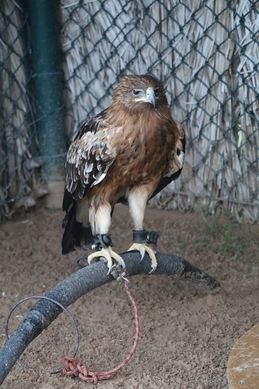 Travelnews.lv apmeklē plēsējputnu centru «Kalba Bird of Prey Centre» Šārdžas emirātā. Atbalsta: VisitSharjah.com un Novatours.lv Travelnews.lv apmeklē plēsējputnu centru «Kalba Bird of Prey Centre» Šārdžas emirātā. Atbalsta: VisitSharjah.com un Novatours.lv 269414