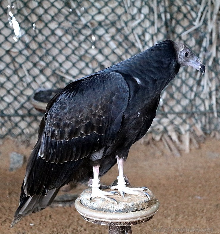 Travelnews.lv apmeklē plēsējputnu centru «Kalba Bird of Prey Centre» Šārdžas emirātā. Atbalsta: VisitSharjah.com un Novatours.lv Travelnews.lv apmeklē plēsējputnu centru «Kalba Bird of Prey Centre» Šārdžas emirātā. Atbalsta: VisitSharjah.com un Novatours.lv 269415