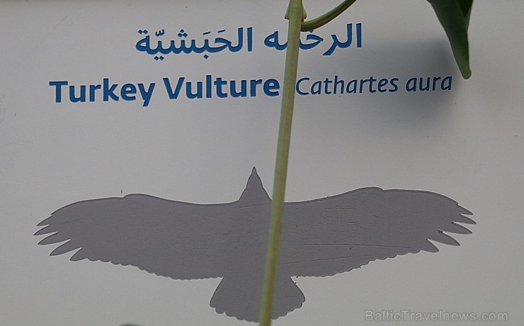 Travelnews.lv apmeklē plēsējputnu centru «Kalba Bird of Prey Centre» Šārdžas emirātā. Atbalsta: VisitSharjah.com un Novatours.lv Travelnews.lv apmeklē plēsējputnu centru «Kalba Bird of Prey Centre» Šārdžas emirātā. Atbalsta: VisitSharjah.com un Novatours.lv 269416