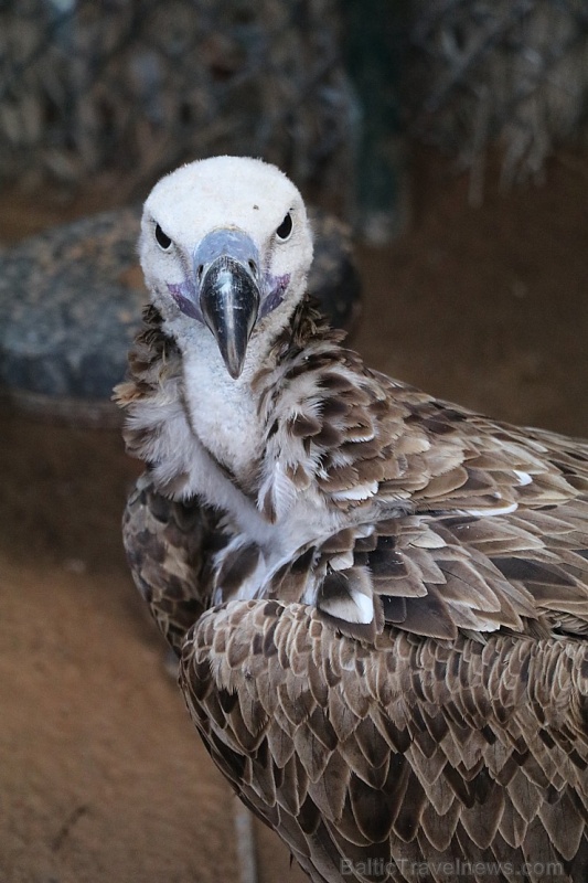 Travelnews.lv apmeklē plēsējputnu centru «Kalba Bird of Prey Centre» Šārdžas emirātā. Atbalsta: VisitSharjah.com un Novatours.lv Travelnews.lv apmeklē plēsējputnu centru «Kalba Bird of Prey Centre» Šārdžas emirātā. Atbalsta: VisitSharjah.com un Novatours.lv 269418
