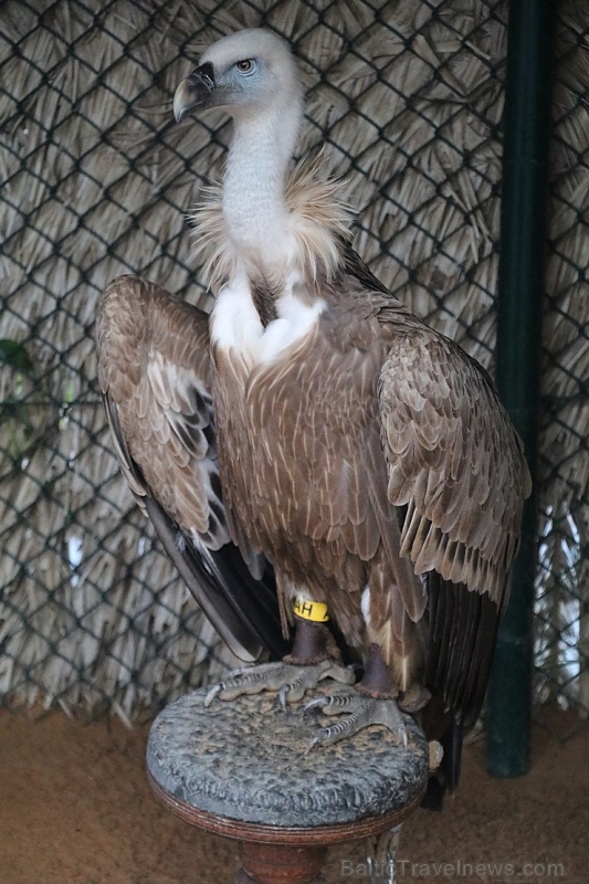 Travelnews.lv apmeklē plēsējputnu centru «Kalba Bird of Prey Centre» Šārdžas emirātā. Atbalsta: VisitSharjah.com un Novatours.lv Travelnews.lv apmeklē plēsējputnu centru «Kalba Bird of Prey Centre» Šārdžas emirātā. Atbalsta: VisitSharjah.com un Novatours.lv 269419
