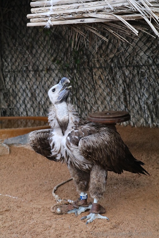 Travelnews.lv apmeklē plēsējputnu centru «Kalba Bird of Prey Centre» Šārdžas emirātā. Atbalsta: VisitSharjah.com un Novatours.lv Travelnews.lv apmeklē plēsējputnu centru «Kalba Bird of Prey Centre» Šārdžas emirātā. Atbalsta: VisitSharjah.com un Novatours.lv 269421