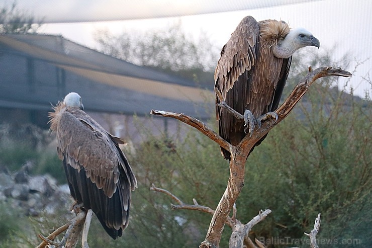 Travelnews.lv apmeklē plēsējputnu centru «Kalba Bird of Prey Centre» Šārdžas emirātā. Atbalsta: VisitSharjah.com un Novatours.lv Travelnews.lv apmeklē plēsējputnu centru «Kalba Bird of Prey Centre» Šārdžas emirātā. Atbalsta: VisitSharjah.com un Novatours.lv 269422