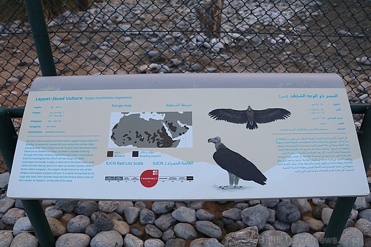 Travelnews.lv apmeklē plēsējputnu centru «Kalba Bird of Prey Centre» Šārdžas emirātā. Atbalsta: VisitSharjah.com un Novatours.lv Travelnews.lv apmeklē plēsējputnu centru «Kalba Bird of Prey Centre» Šārdžas emirātā. Atbalsta: VisitSharjah.com un Novatours.lv 269423