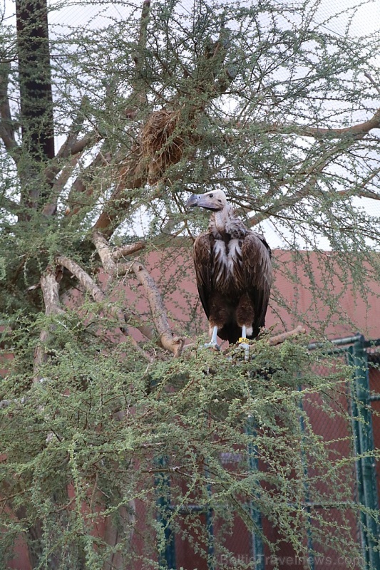 Travelnews.lv apmeklē plēsējputnu centru «Kalba Bird of Prey Centre» Šārdžas emirātā. Atbalsta: VisitSharjah.com un Novatours.lv Travelnews.lv apmeklē plēsējputnu centru «Kalba Bird of Prey Centre» Šārdžas emirātā. Atbalsta: VisitSharjah.com un Novatours.lv 269425