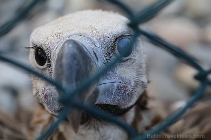 Travelnews.lv apmeklē plēsējputnu centru «Kalba Bird of Prey Centre» Šārdžas emirātā. Atbalsta: VisitSharjah.com un Novatours.lv Travelnews.lv apmeklē plēsējputnu centru «Kalba Bird of Prey Centre» Šārdžas emirātā. Atbalsta: VisitSharjah.com un Novatours.lv 269426
