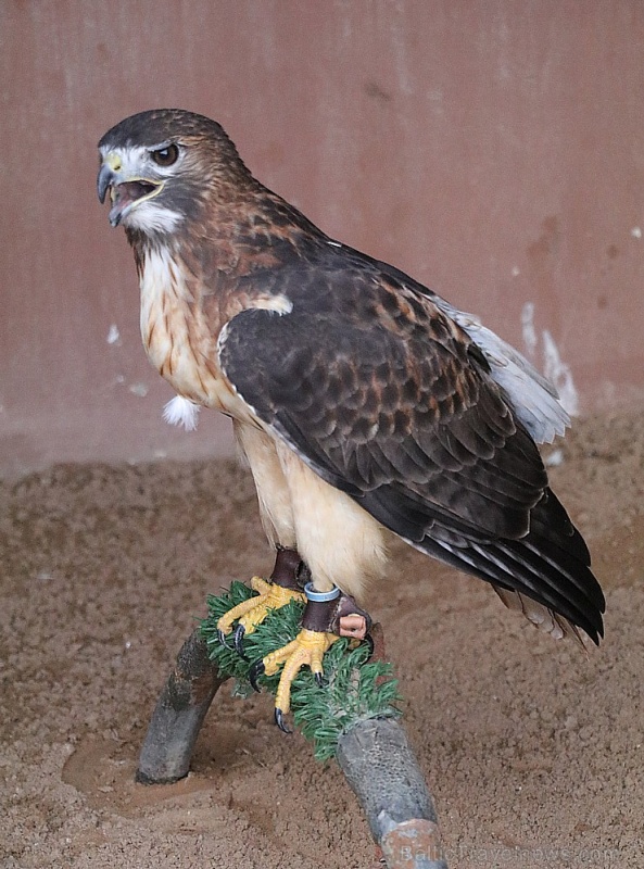 Travelnews.lv apmeklē plēsējputnu centru «Kalba Bird of Prey Centre» Šārdžas emirātā. Atbalsta: VisitSharjah.com un Novatours.lv Travelnews.lv apmeklē plēsējputnu centru «Kalba Bird of Prey Centre» Šārdžas emirātā. Atbalsta: VisitSharjah.com un Novatours.lv 269427