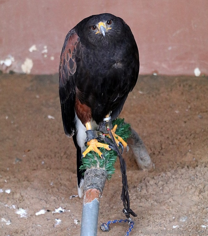 Travelnews.lv apmeklē plēsējputnu centru «Kalba Bird of Prey Centre» Šārdžas emirātā. Atbalsta: VisitSharjah.com un Novatours.lv Travelnews.lv apmeklē plēsējputnu centru «Kalba Bird of Prey Centre» Šārdžas emirātā. Atbalsta: VisitSharjah.com un Novatours.lv 269428
