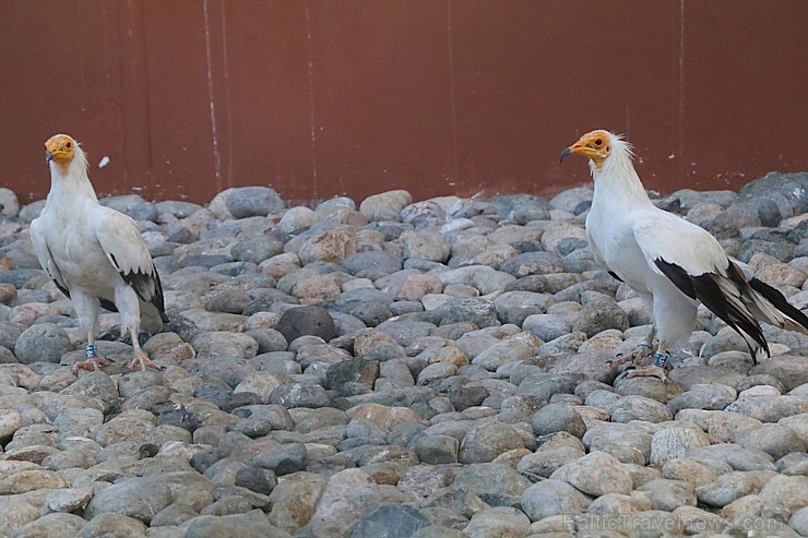 Travelnews.lv apmeklē plēsējputnu centru «Kalba Bird of Prey Centre» Šārdžas emirātā. Atbalsta: VisitSharjah.com un Novatours.lv Travelnews.lv apmeklē plēsējputnu centru «Kalba Bird of Prey Centre» Šārdžas emirātā. Atbalsta: VisitSharjah.com un Novatours.lv 269429