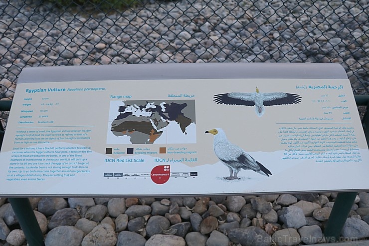 Travelnews.lv apmeklē plēsējputnu centru «Kalba Bird of Prey Centre» Šārdžas emirātā. Atbalsta: VisitSharjah.com un Novatours.lv Travelnews.lv apmeklē plēsējputnu centru «Kalba Bird of Prey Centre» Šārdžas emirātā. Atbalsta: VisitSharjah.com un Novatours.lv 269430